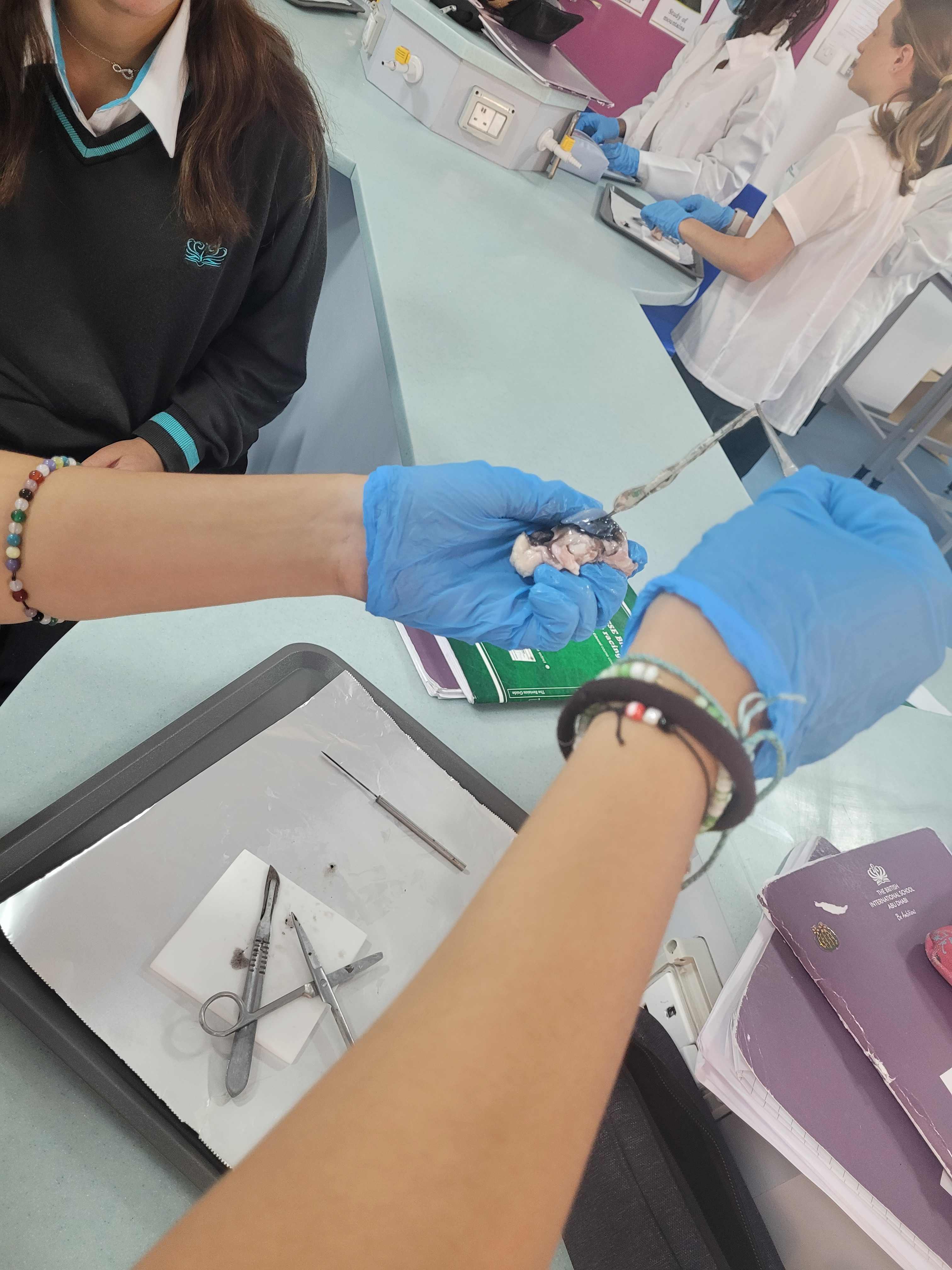 Year 10 Eye Dissection - Carousel For News Detail
