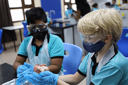 Year 6 Heart Dissection - Year 6 Heart Dissection