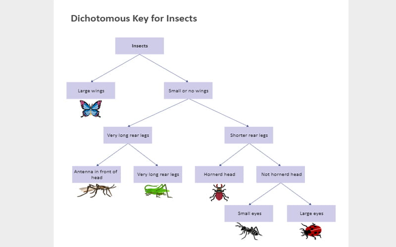 Dichotomous keys what does that mean - Dichotomous keys what does that mean
