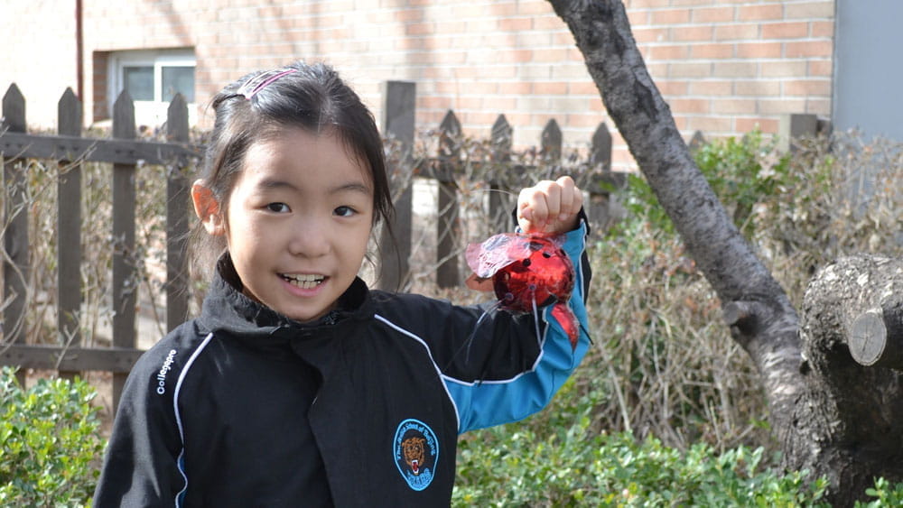 Year 3 Project DNA - Bee the Change - Year 3 Project DNA - Bee the Change