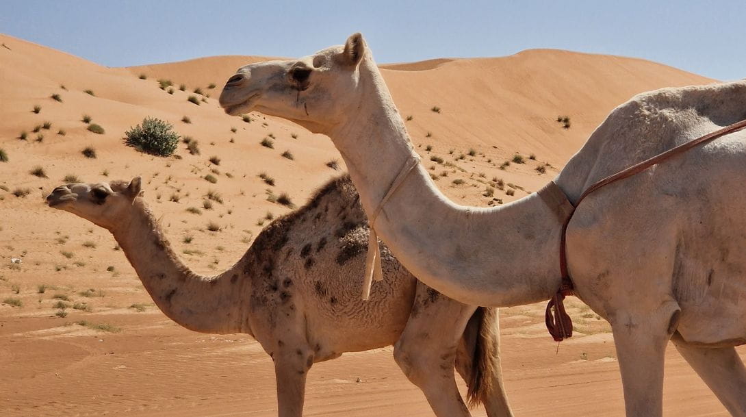 Omanjpg